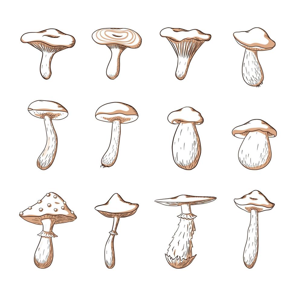 ensemble de champignons forestiers comestibles et vénéneux. collection d'illustrations de champignons dessinées à la main pour logo, menu, recette, livre, encyclopédie, impression, autocollant, design et décoration vecteur