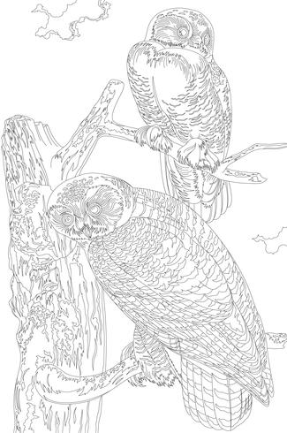 Harfang des neiges tiré de Birds of America (1827) de John James Audubon. Coloriage Adulte. vecteur