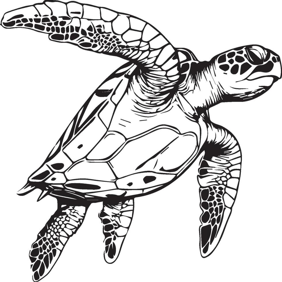 mer tortue coloration pages. mer tortue contour pour coloration livre vecteur