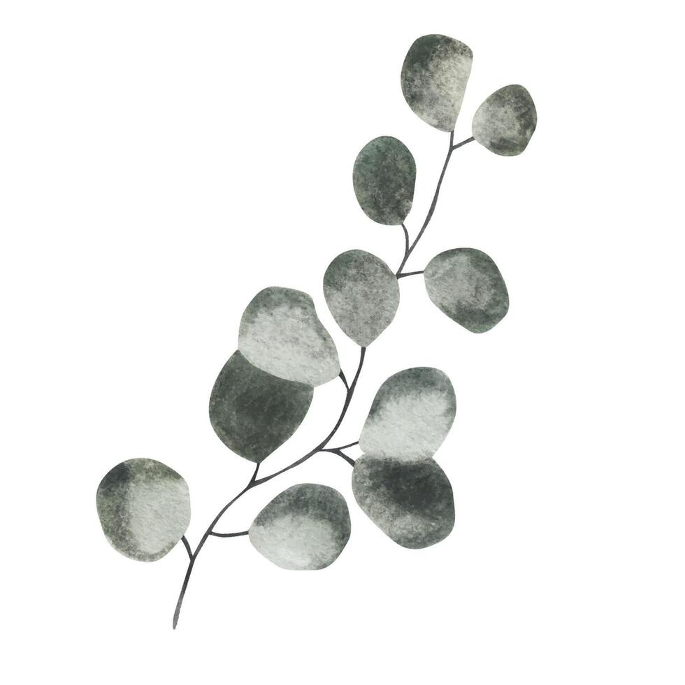 vert brin de eucalyptus. aquarelle illustration. isolé objet vecteur