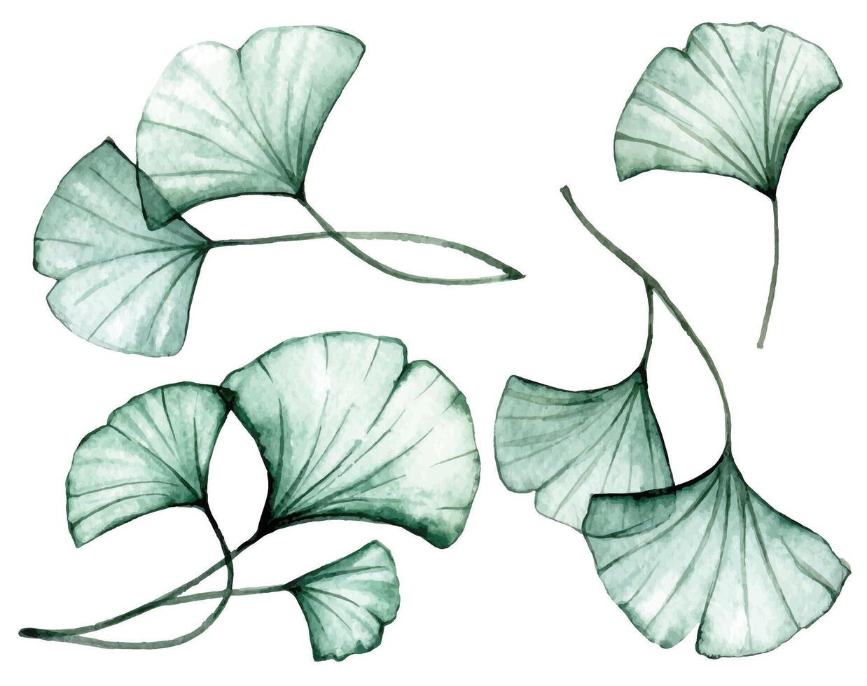 aquarelle dessin. ensemble de transparent ginkgo feuilles. radiographie vecteur