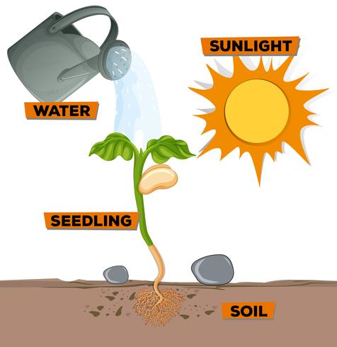 Diagramme montrant une plante qui pousse de l&#39;eau et du soleil vecteur