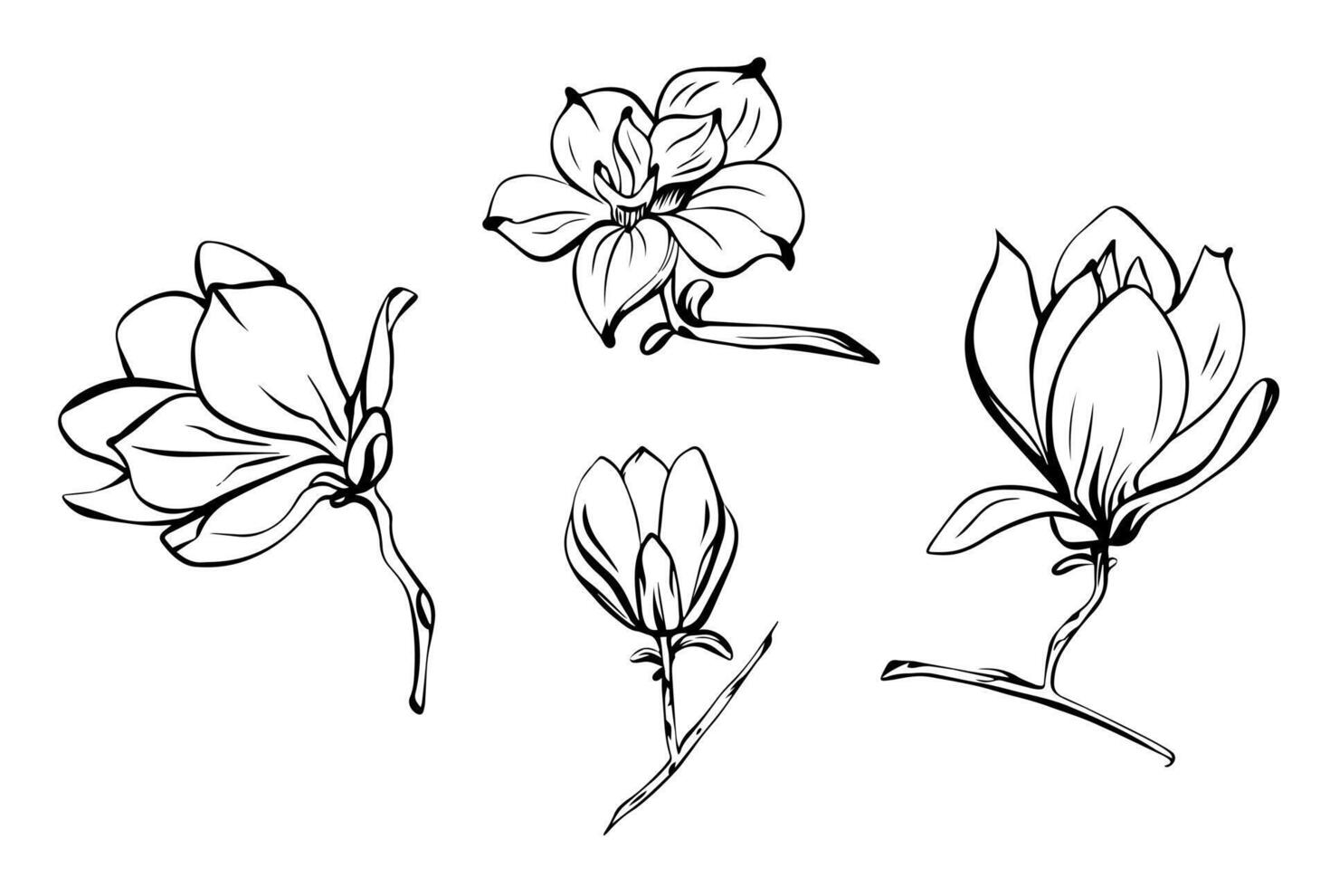 ensemble de magnolia dans esquisser style, dessiné à la main isolé sur blanc Contexte. floral esquisser pour impression conceptions, signalétique, fleur magasins, logos dans noir et blanche. coloration livre. vecteur