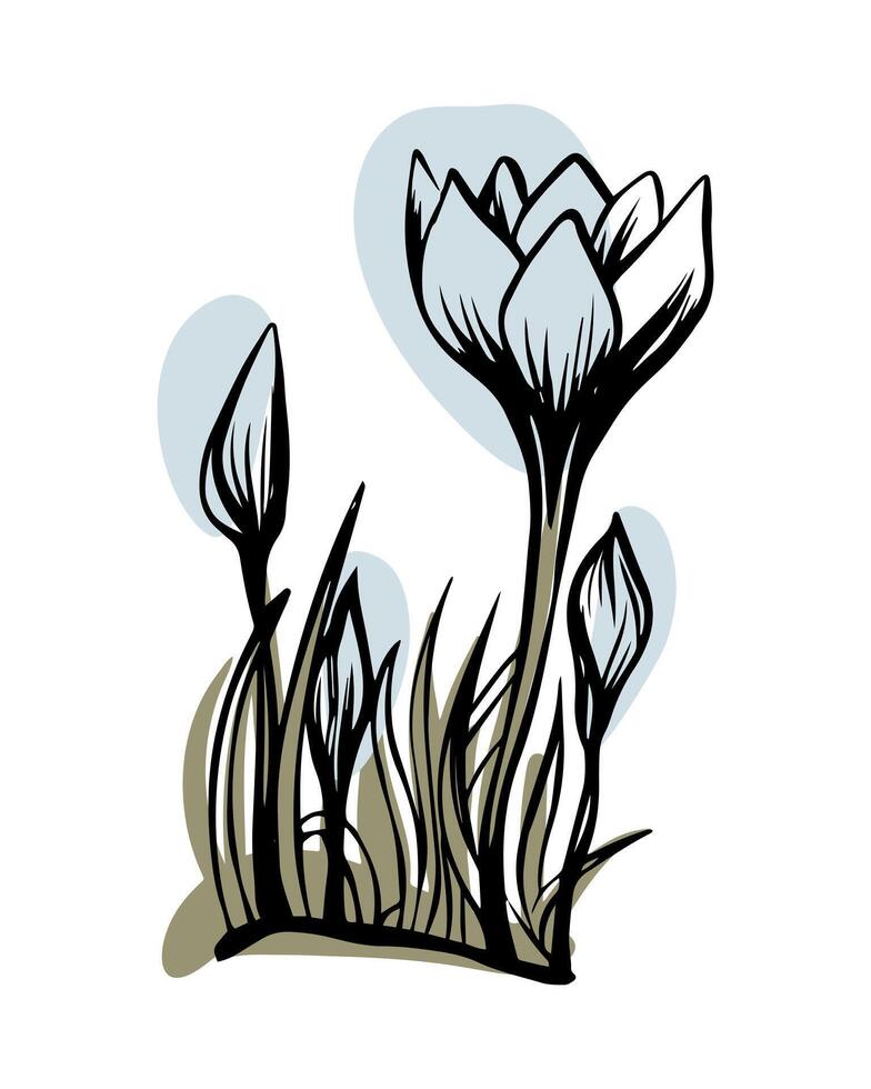 crocus dans esquisser style avec abstrait Couleur formes, dessiné à la main isolé sur blanc Contexte. floral esquisser pour impression conceptions, signalétique, fleur magasins, logos dans noir et blanche. vecteur