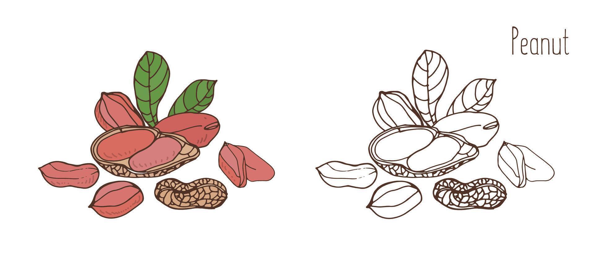 coloré et monochrome dessins de cacahuète dans coquille et égrené avec feuilles. délicieux comestible drupe ou écrou main tiré dans élégant ancien style. Naturel vecteur illustration.