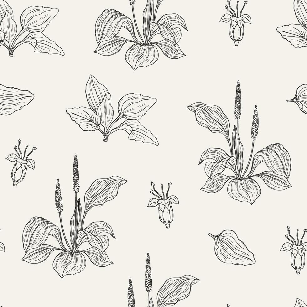 Naturel sans couture modèle avec floraison plantains. médicinal herbacé plante avec fleurs et feuilles main tiré avec contour lignes. monochrome vecteur illustration pour textile imprimer, emballage papier.