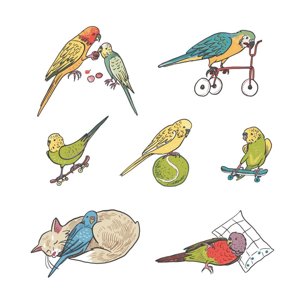 perroquets des oiseaux animaux domestiques vecteur des illustrations ensemble.