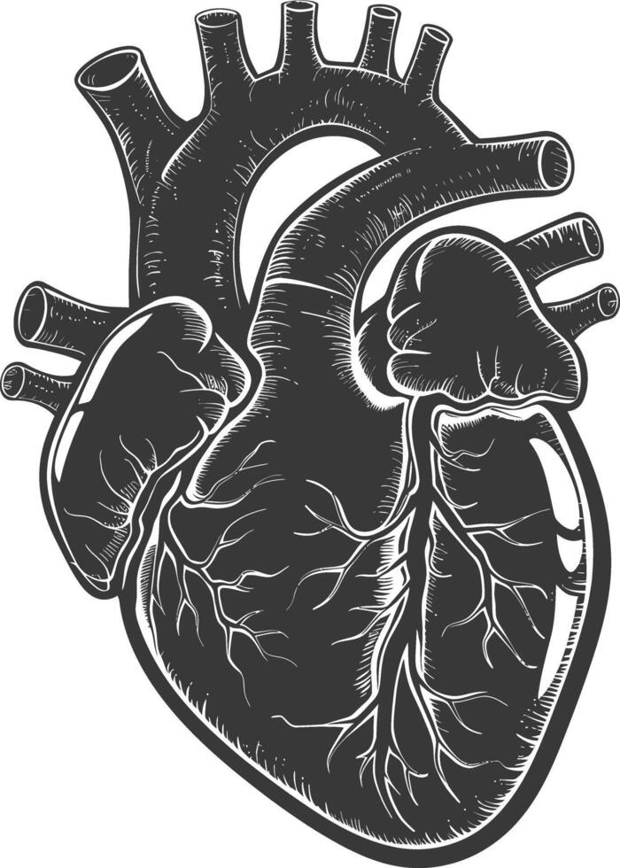 ai généré silhouette pour interne organes de cœur noir Couleur seulement vecteur