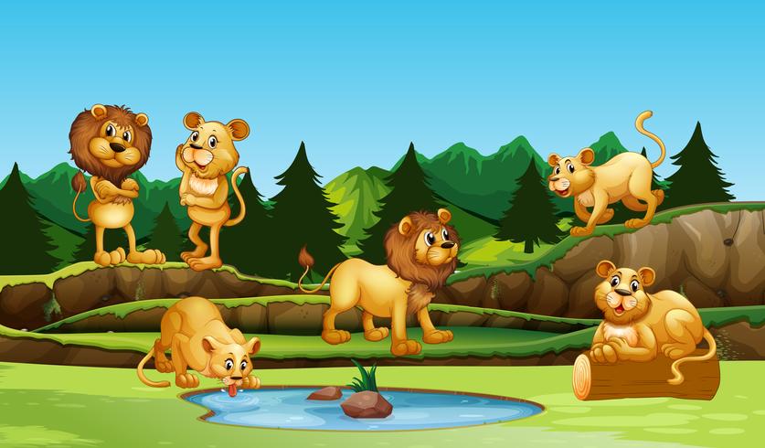 Groupe de lion dans la nature vecteur