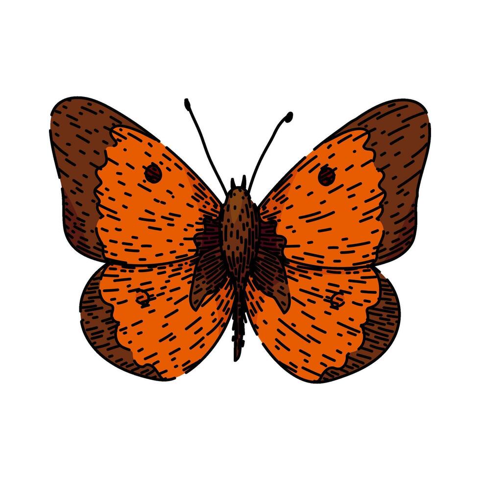 papillon esquisser main tiré vecteur
