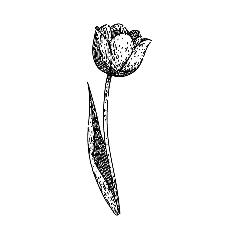 fleur tulipe esquisser main tiré vecteur