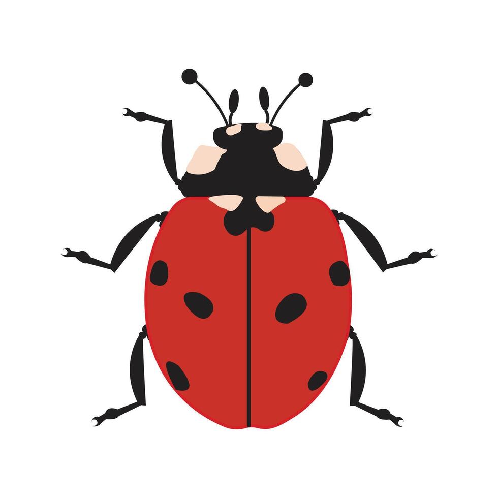 coccinelle vecteur illustrateur