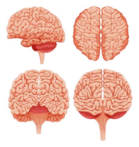 Cerveau humain sur fond blanc vecteur