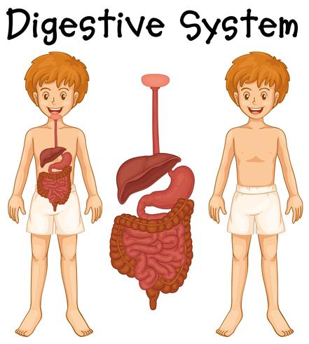 Système digestif chez un garçon humain vecteur