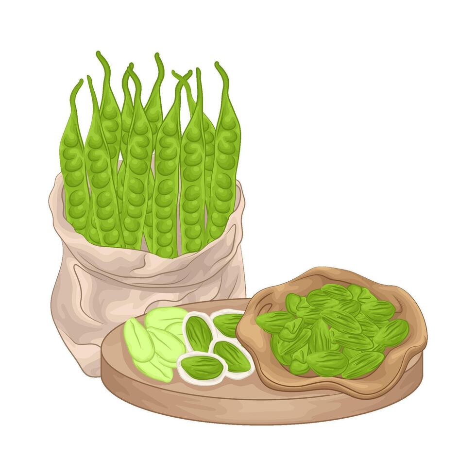 illustration de légume petai vecteur