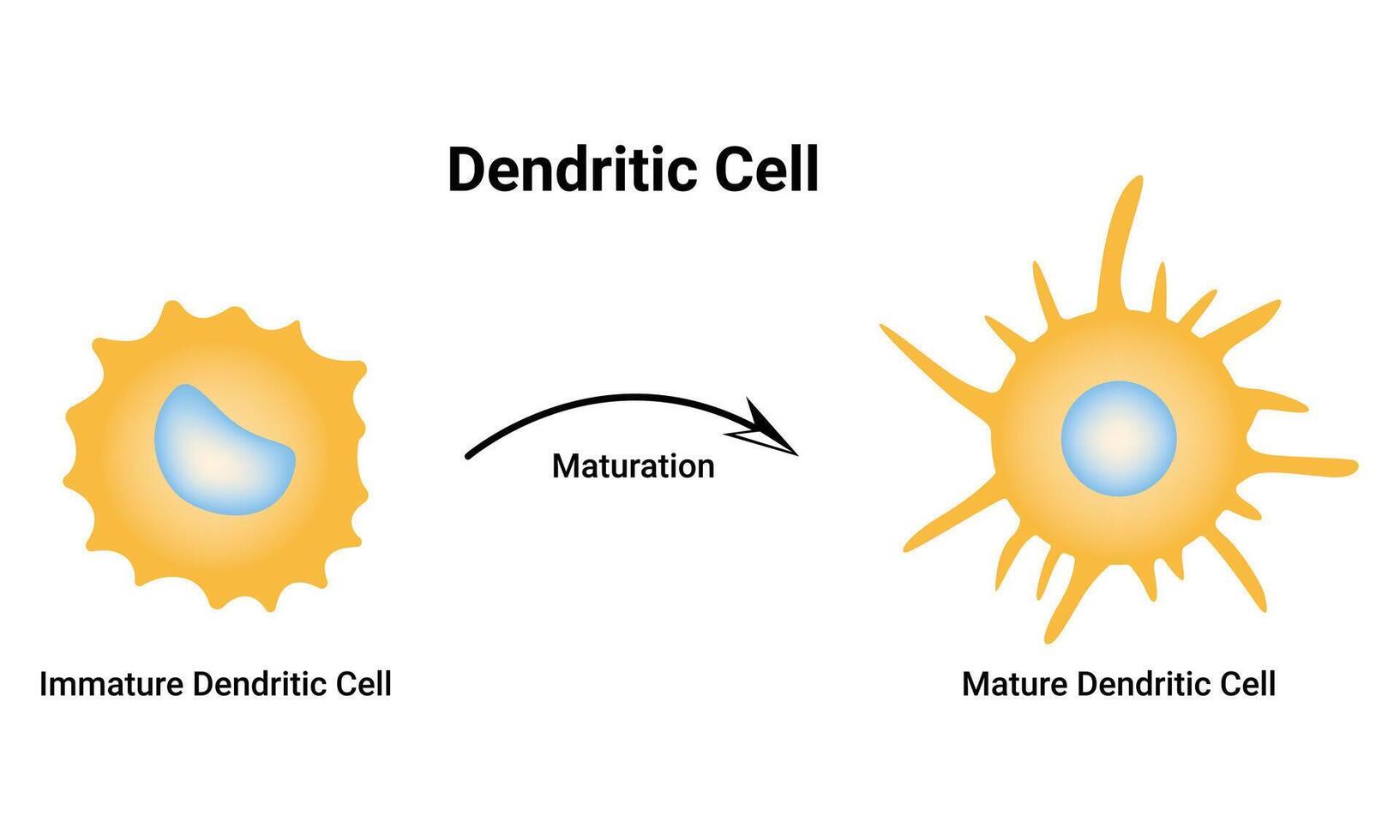 dendritique cellule science conception vecteur illustration diagramme