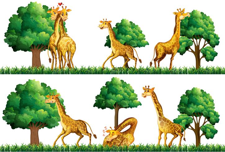 Girafes au repos sur le terrain vecteur