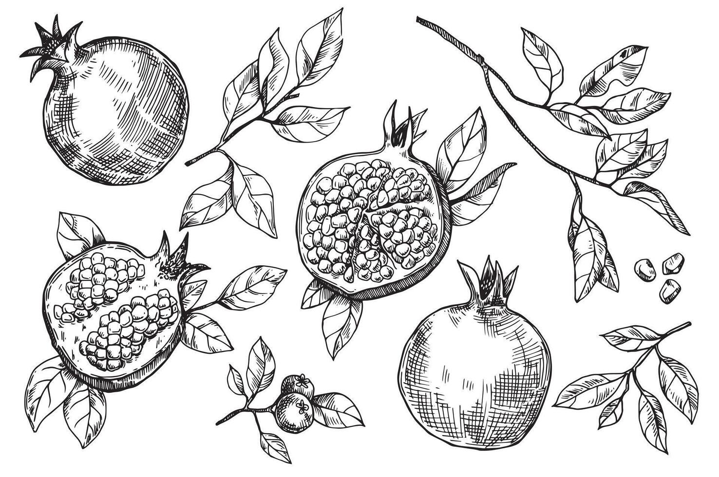 ensemble de Grenade des fruits et feuilles, vecteur dessin dans esquisser style. main dessin, gravure