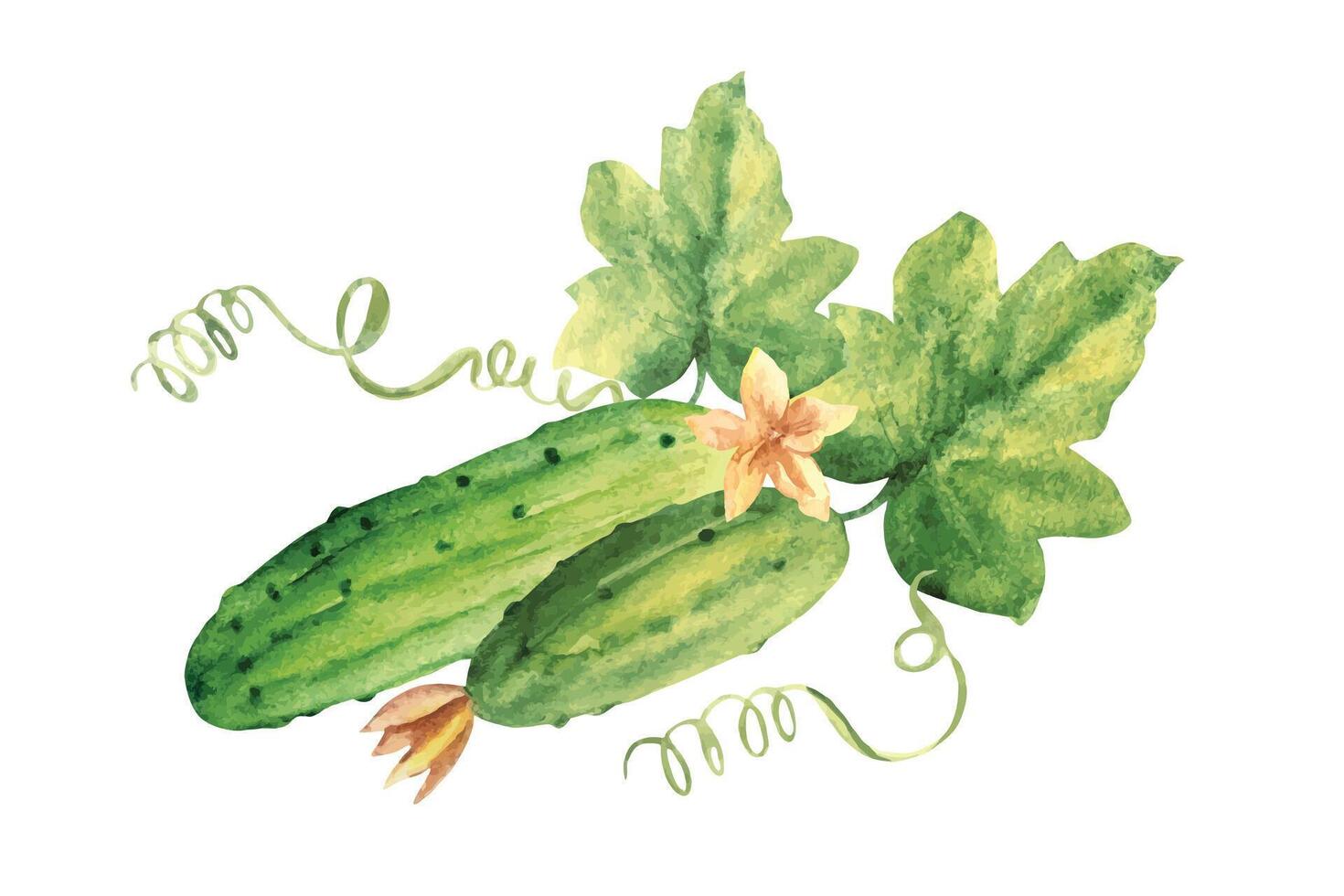 concombres plante avec feuilles et fleurs. légume composition. main tiré botanique aquarelle illustration. vecteur