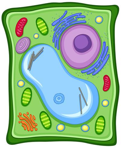 Cellule végétale avec membrane cellulaire vecteur