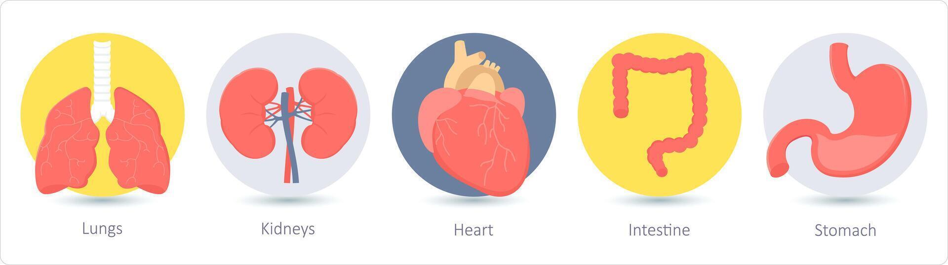 une ensemble de 5 médical Icônes comme poumons, reins, cœur vecteur