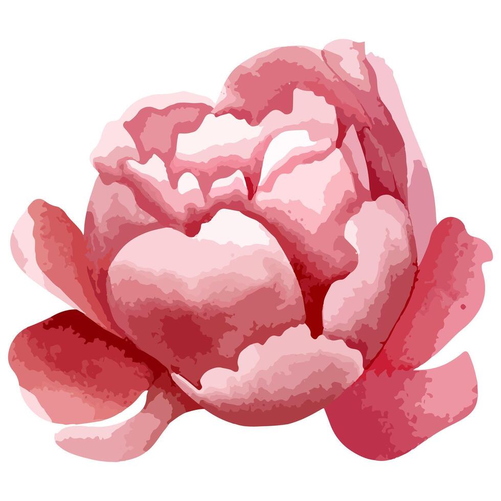 aquarelle pivoine tête pour floral conception. fleur, bourgeon. vecteur aquarelle pivoines