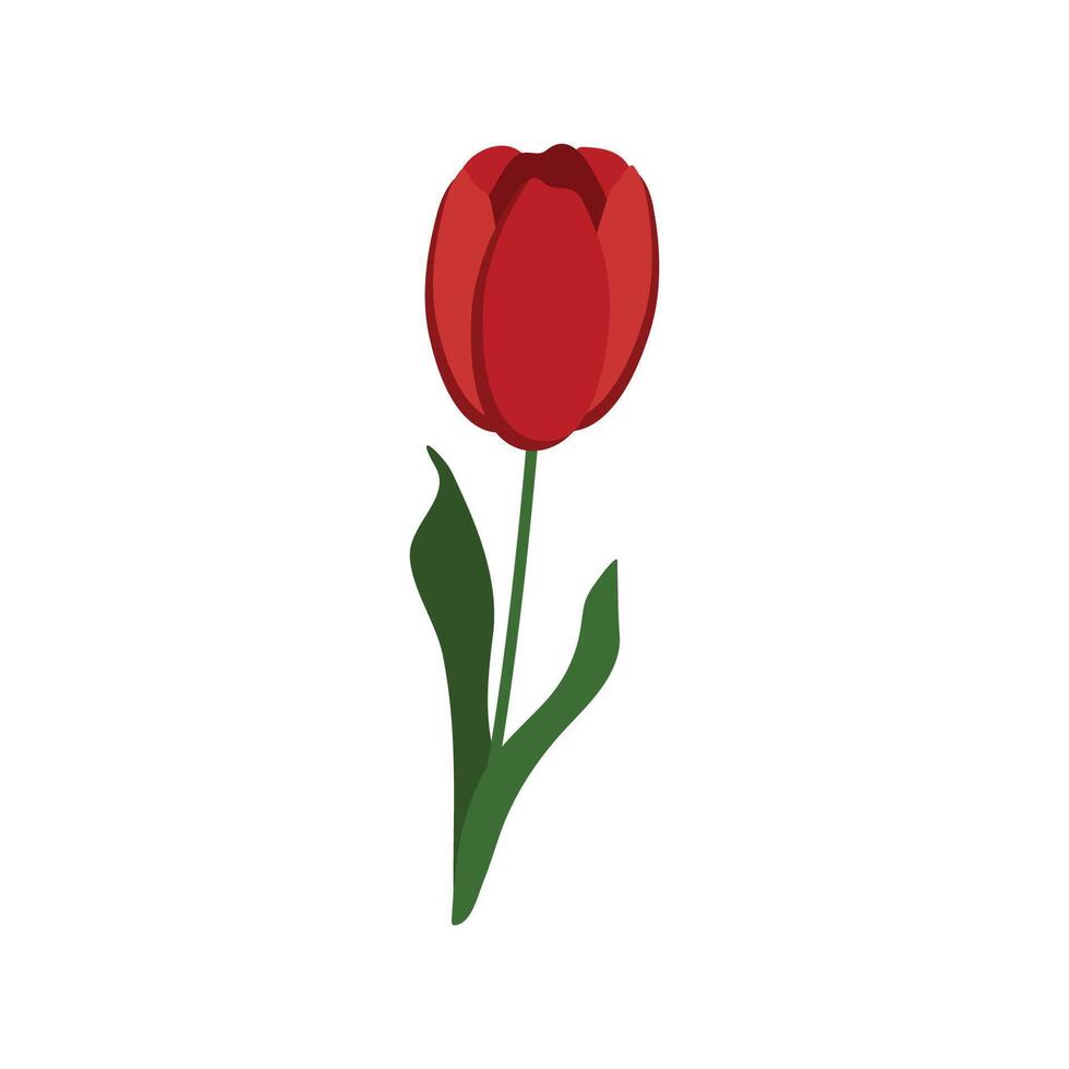 vecteur illustration de une rouge tulipe sur une blanc Contexte.