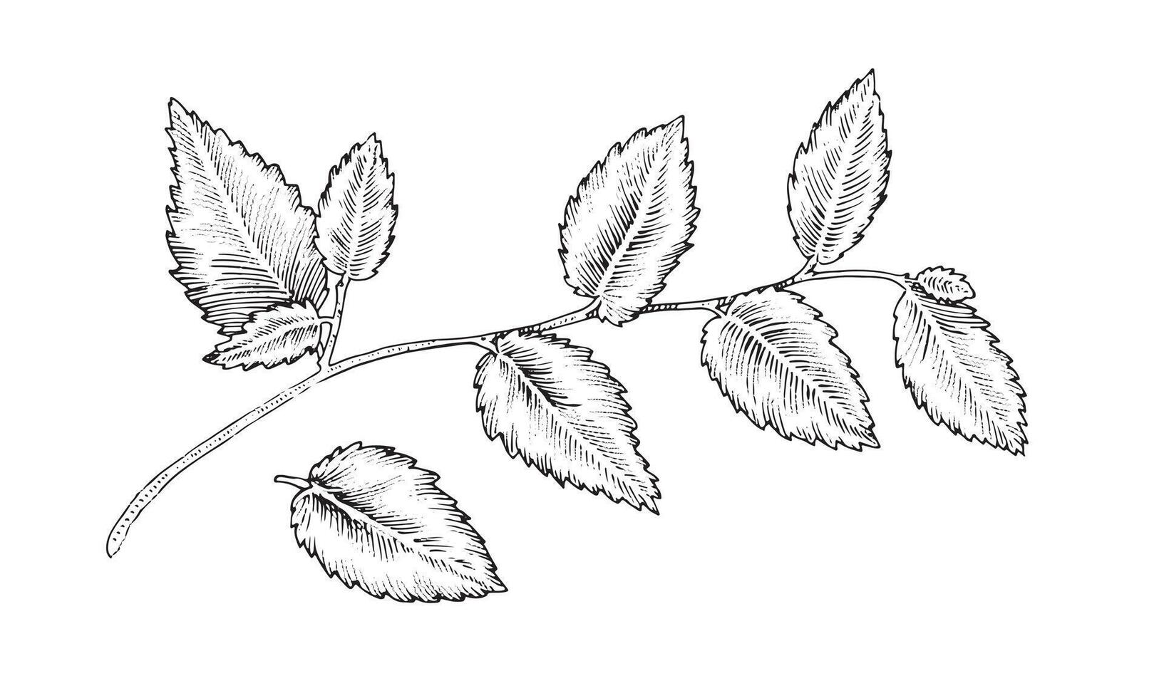 feuille arbre branche. vecteur illustration de feuilles. main tiré graphique agrafe art de brin. brindille contour sur blanc isolé Contexte. linéaire dessin de feuilles. esquisser de feuillage contour. noir ligne art