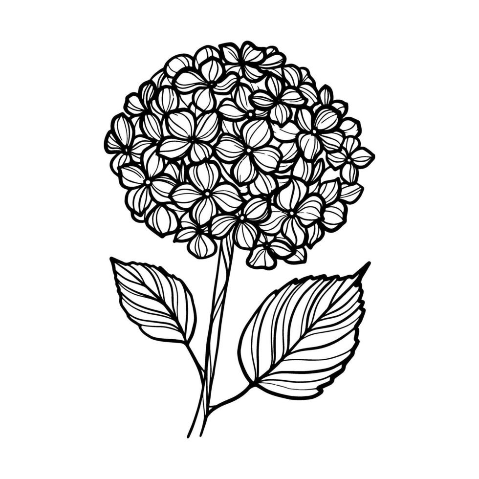 main tiré hortensia fleur vecteur