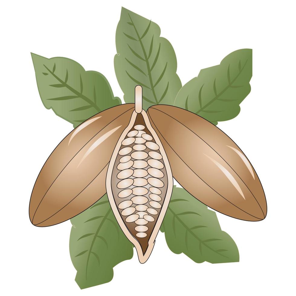 illustration vectorielle de cacao vecteur