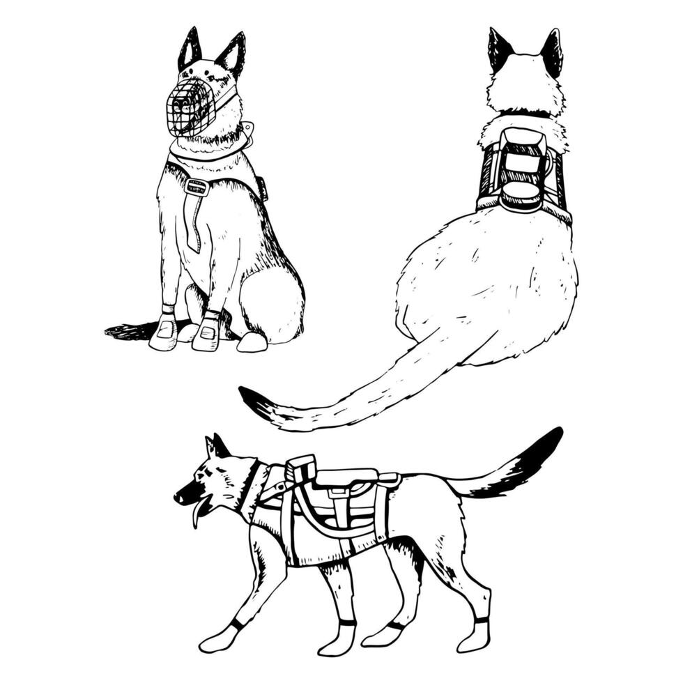 k9 militaire chiens soldats dans armure gilets vecteur illustration ensemble. en marchant allemand berger ou Belge malinois noir et blanc dessin pour patriotique vétéran journée dessins