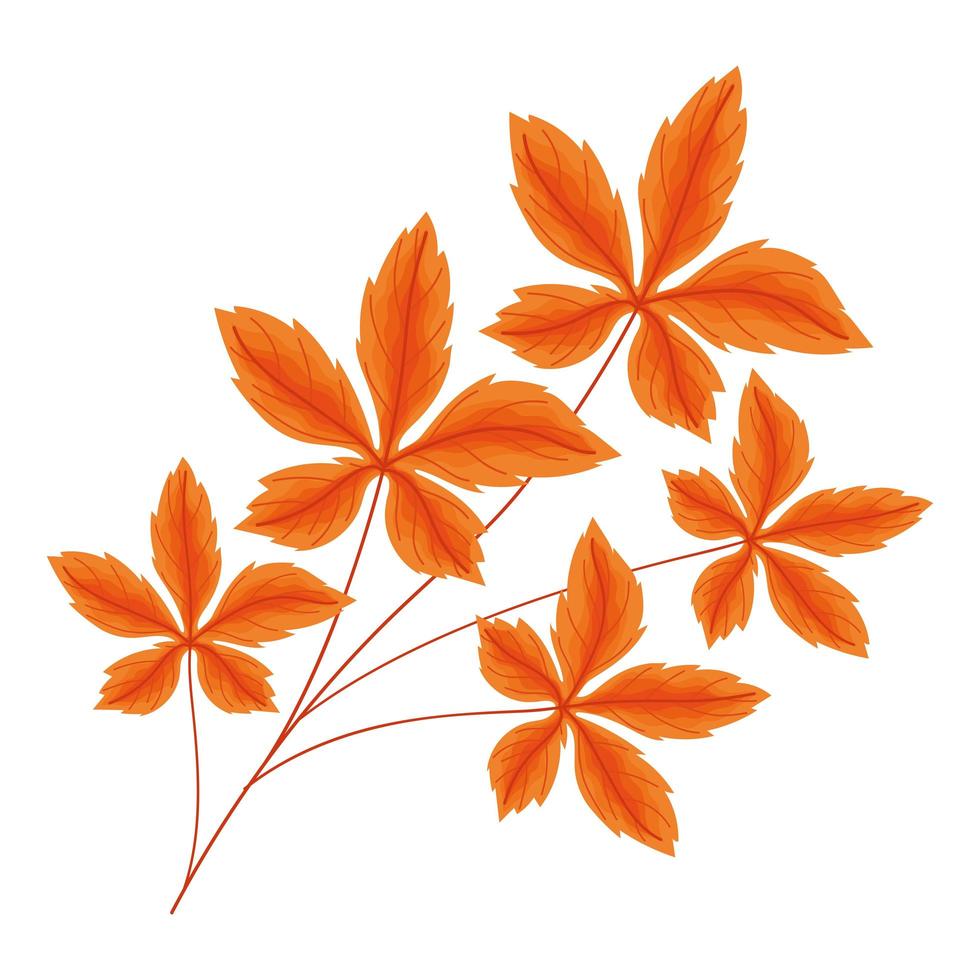 feuilles palmées orange vecteur