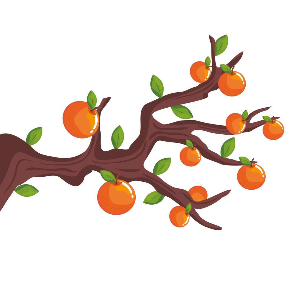 arbre oranges isolé vecteur