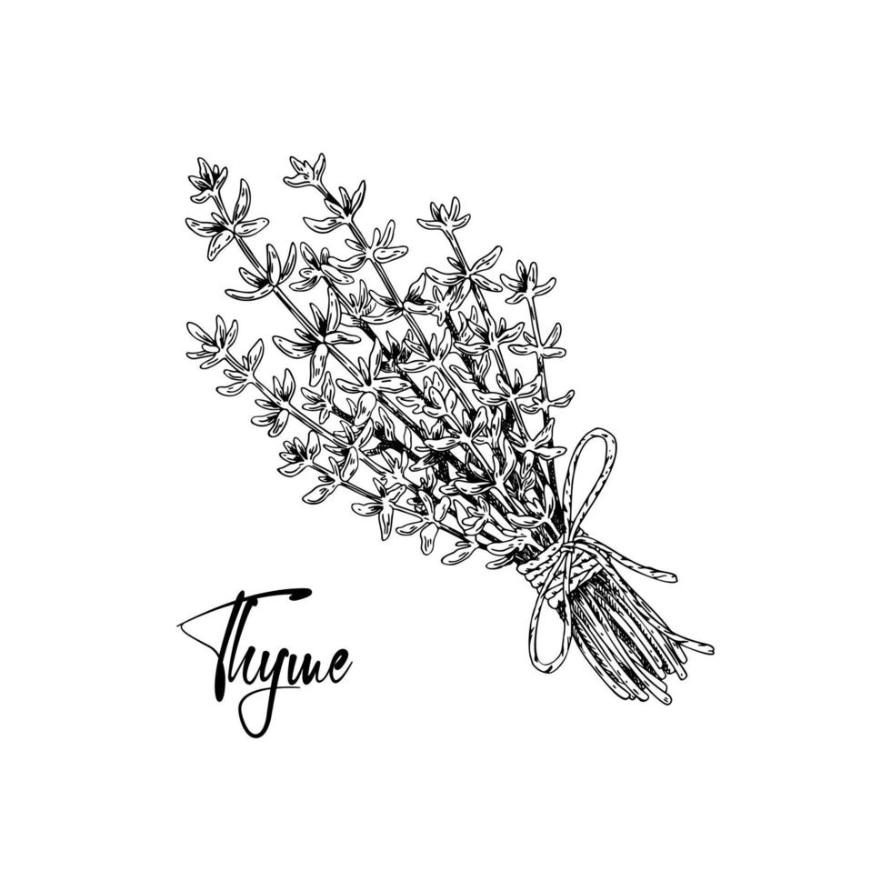 bouquet de thym dessiné à la main attaché avec une corde avec un arc isolé sur blanc. illustration d'herbes médicales dans le style de croquis. illustration vectorielle vecteur