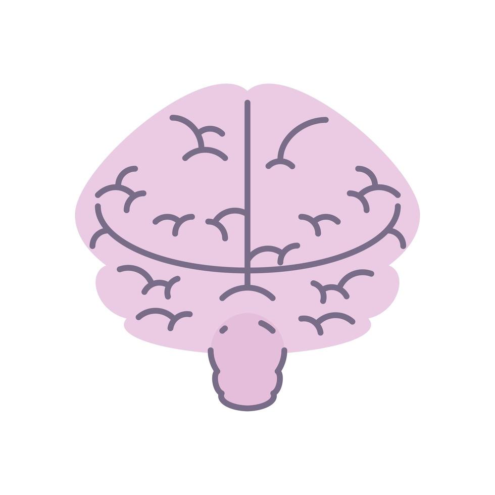 organe du cerveau humain vecteur