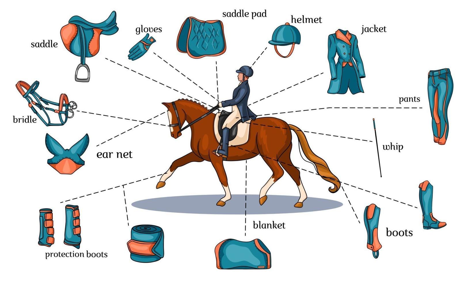 infographie de sport équestre harnais de cheval et équipement de cavalier au centre d'un cavalier sur un cheval en style cartoon vecteur