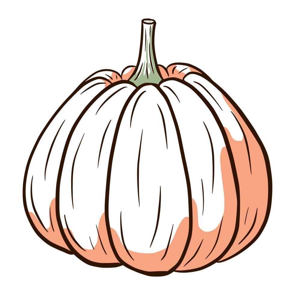 image de courge mûre. illustration de nourriture d'automne. croquis de citrouille. élément pour la conception décorative d'automne, invitation d'halloween, récolte, autocollant, impression, logo, menu, recette vecteur