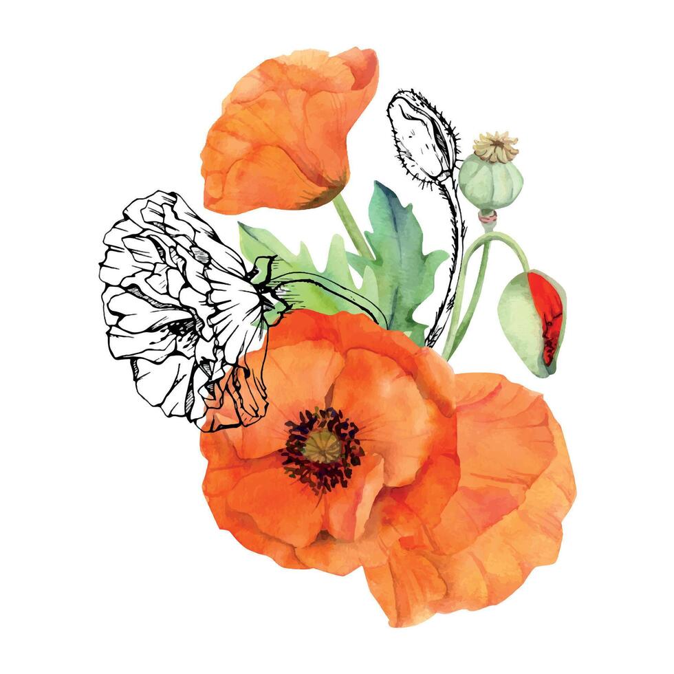 main tiré aquarelle botanique illustration fleurs feuilles. rouge coquelicot papaver, tiges bourgeons les gousses. champ bouquet isolé sur blanc Contexte. conception mariage, l'amour cartes, souvenir journée papeterie vecteur