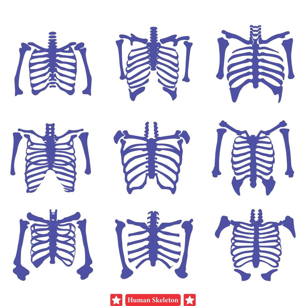 sinistre élégance élégant Humain squelette vecteur ensemble pour artistique les créations