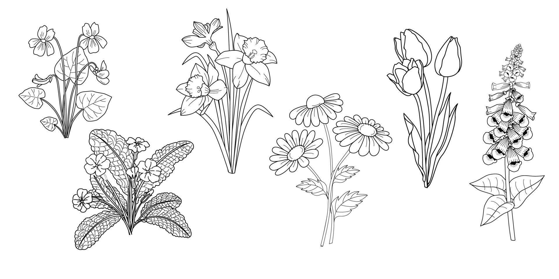 ensemble de main tiré fleurs, ancien style noir et blanc esquisser. violet, jonquilles, tulipes, primevère, digitale pourprée, Marguerite vecteur