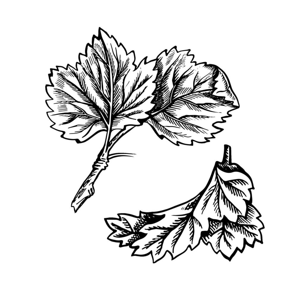 groseille feuilles, main tiré noir et blanc graphique vecteur illustration. isolé sur une blanc Contexte. conception élément pour emballage, imprimé des produits. pour bannières et menus, textiles et affiches.