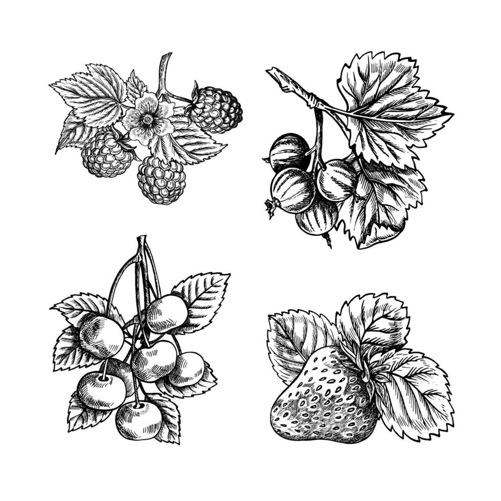 ensemble de baies et des fruits, des fraises, framboises, groseilles et cerises, main tiré noir et blanc graphique vecteur illustration. isolé sur une blanc Contexte. pour emballage, bannières et menus.