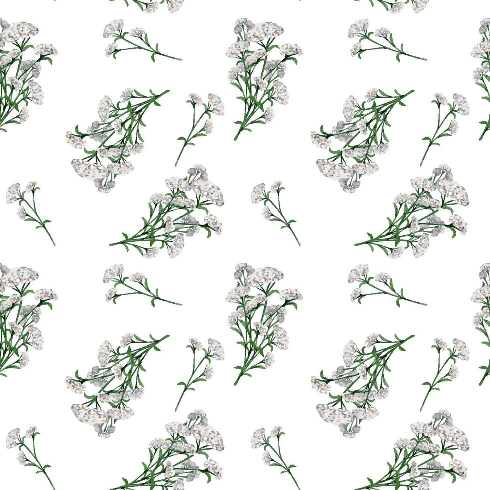 achillée millefeuille médicinal plante aquarelle sans couture modèle isolé sur blanc Contexte. achillée blanc fleur peint. utile herbe myriophylle main dessiné. conception pour textile, emballer, en tissu vecteur