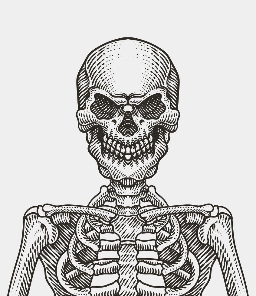 Humain squelette, ancien gravure style. main dessiné. vecteur illustration.