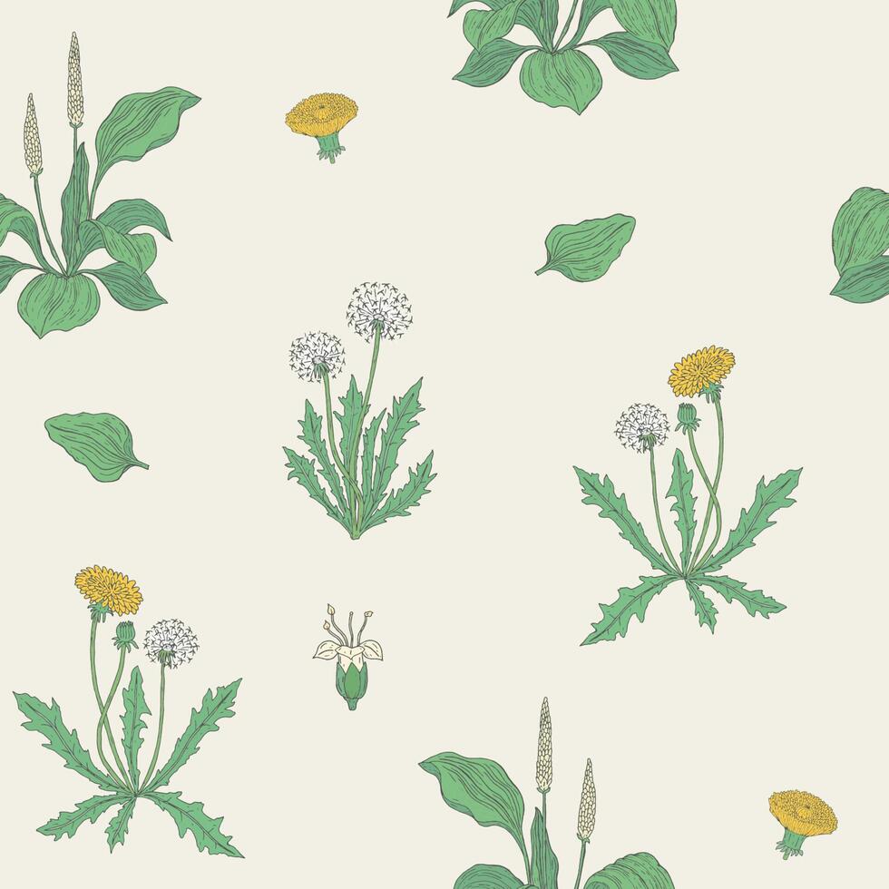 magnifique Naturel sans couture modèle avec floraison herbacé les plantes. magnifique sauvage fleurs et épanouissement herbes - pissenlit et banane plantain. vecteur illustration pour emballage papier, fond d'écran, toile de fond.