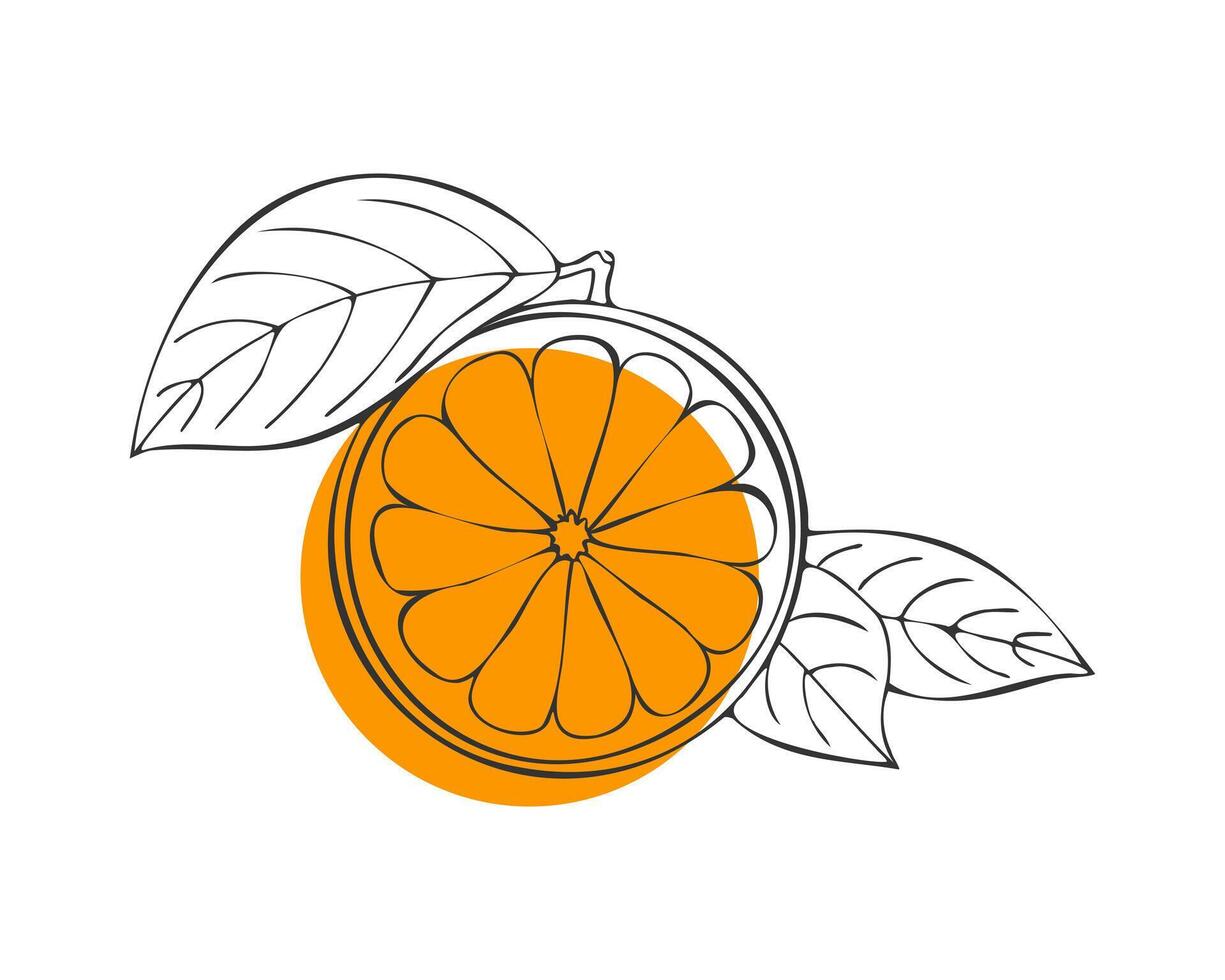 agrumes Orange fruit, main tiré griffonnage, Orange fruit avec feuille, contour esquisser avec Orange place, isolé. vecteur