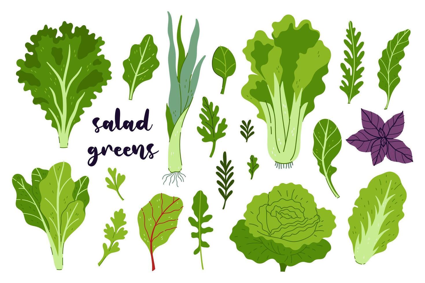 ensemble de divers salade légumes verts isoler sur une blanc Contexte. vecteur graphique.