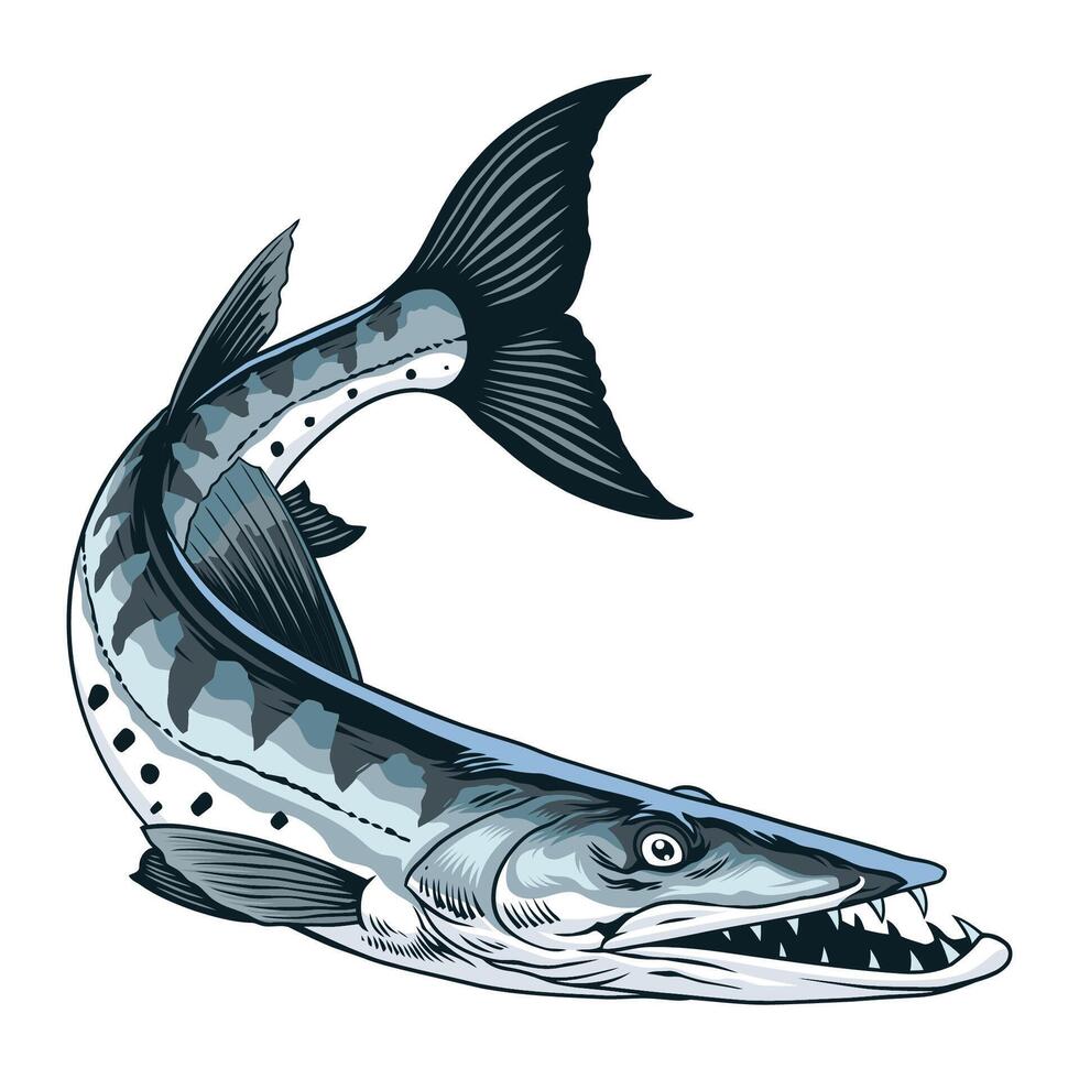 illustration de barracuda poisson dans ancien style vecteur