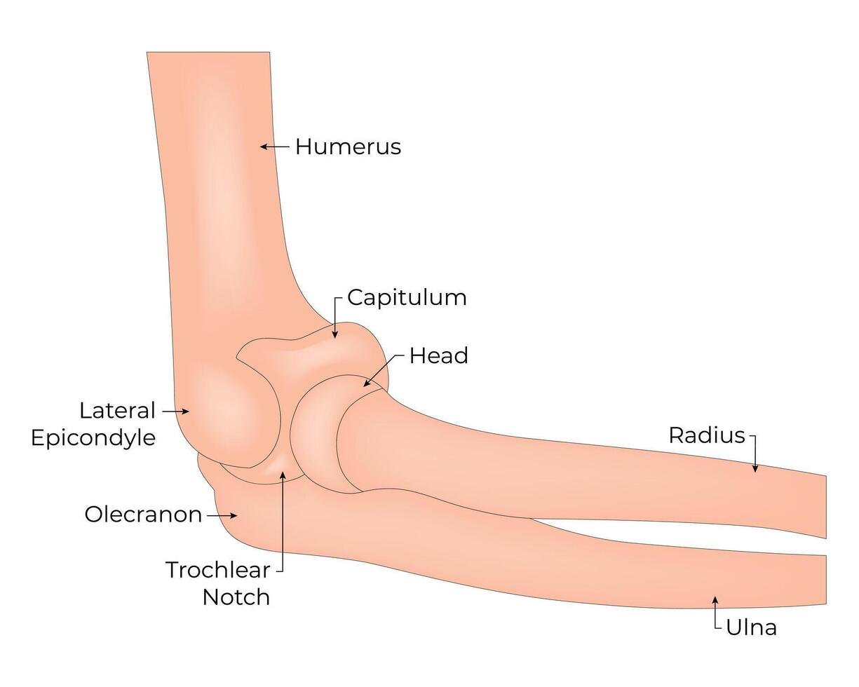 latéral épicondyle cubitus Raius humérus science conception vecteur illustration diagramme