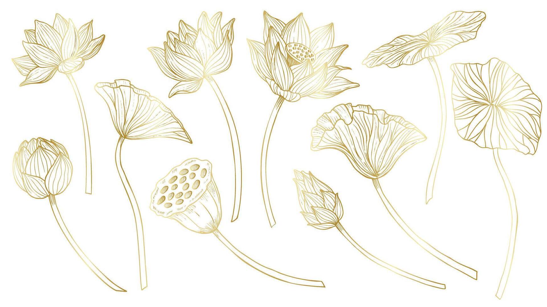 lotus vecteur ensemble. linéaire dessin avec fleurs et feuilles dans d'or couleurs. gravé illustration de l'eau lis dans contour style pour spa ou Zen conception. monochrome gravure pour icône ou logo